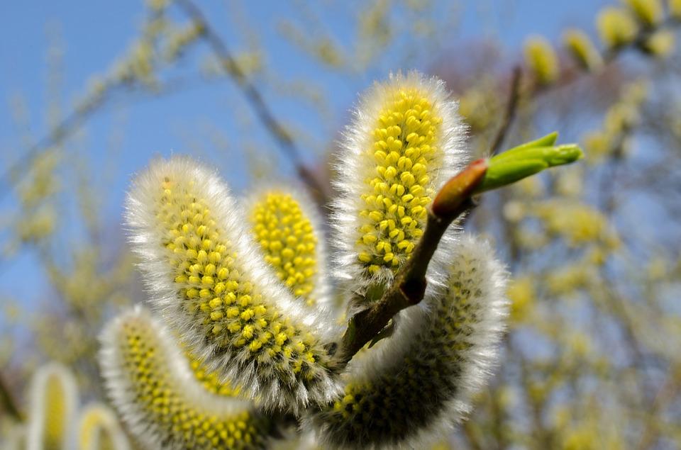 Pollen