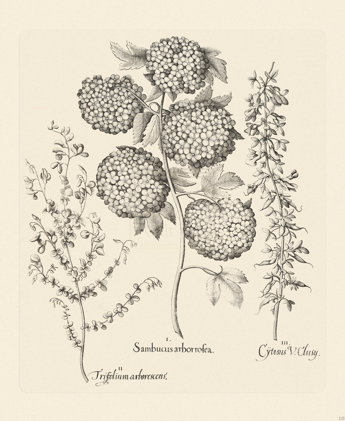 Hortus Eystettensis, Plate 10