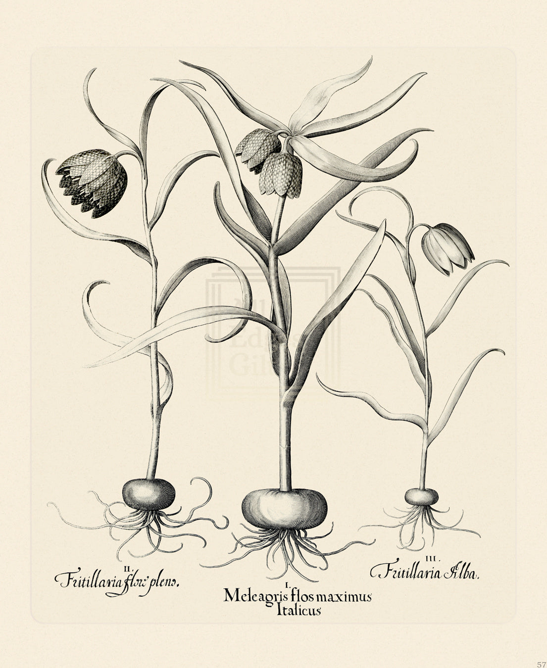 Hortus Eystettensis, Plate 57