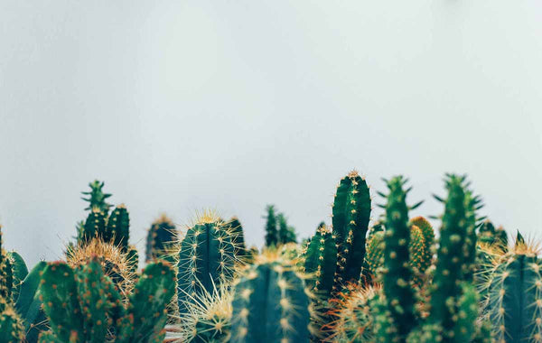 a field of cacti against a grey sky