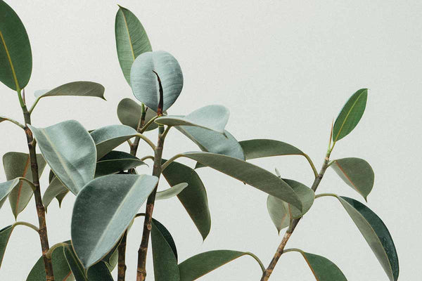 plant branches against a grey background