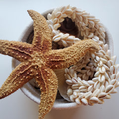 Starfish and Cowrie Shells