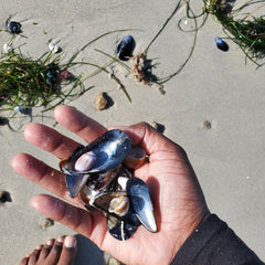 Collecting mussels at the beach - Pacific Grove CA