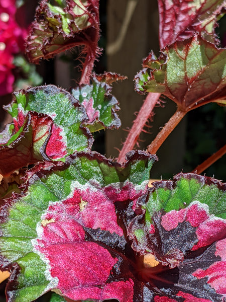 Begonia 'Paso Doble' (Begonia rex hybrid) ~ 4