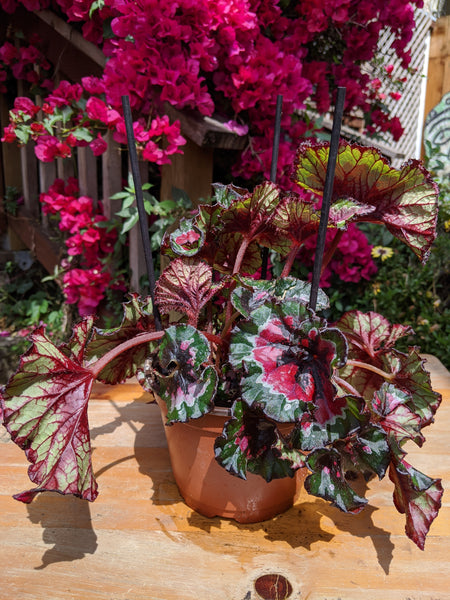 Begonia 'Paso Doble' (Begonia rex hybrid) ~ 6