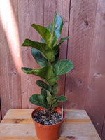 Fiddle Leaf Fig Tree (Ficus lyrata) ~ 6"