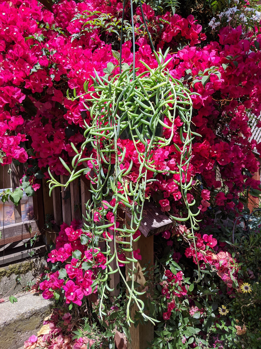 String of Fishhooks (Senecio radicans) ~ 6