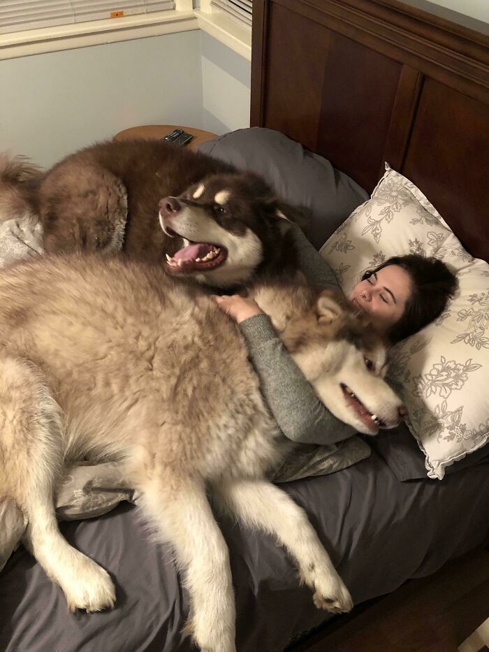 Adorably Large Dogs Who Don’t Realise How Big They Are – KingdomOfDoggos