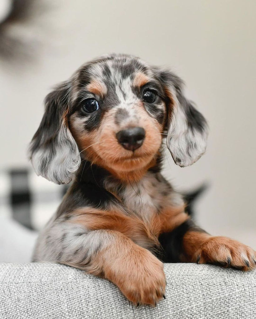 Pictures and Videos Show Why Dachshund Too Cute – KingdomOfDoggos