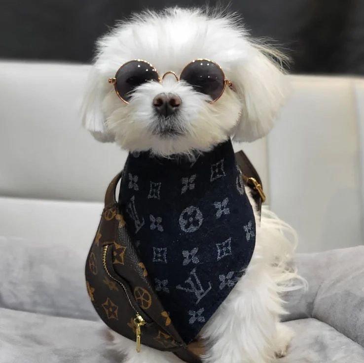The Most Cutest Maltese Videos and Images – KingdomOfDoggos