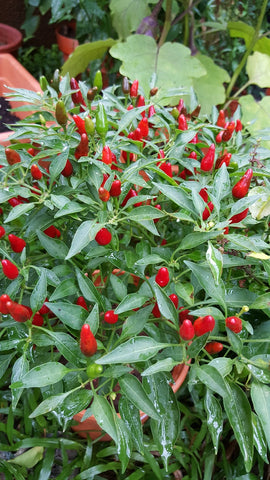 Kanthari Chilli