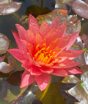 Waterlily Wanvisa - Busy Bee Farms LLC