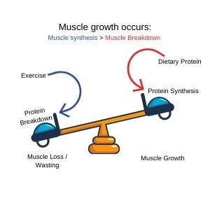 Muscle Synthesis diagram comparing muscle loss and muscle growth