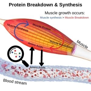 Amino acids being transferred between the muscle tissue and blood stream 