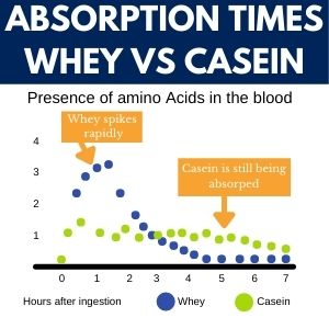 Graph of whey protein being absorbed more quickly than casein over time