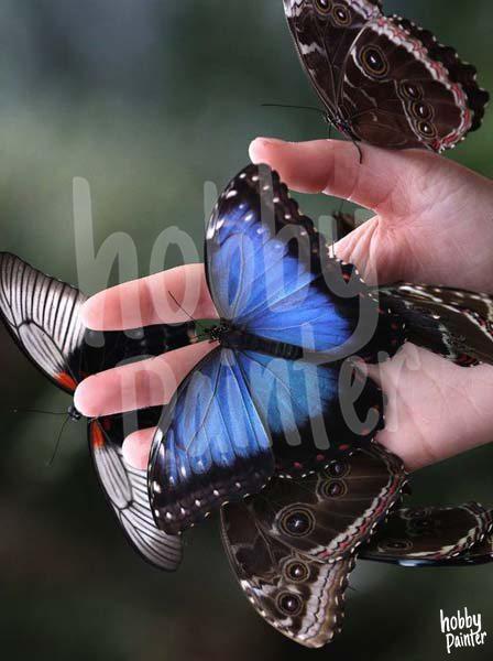 Riskant gemak raket Schilderen op nummer Vlinder op hand – Hobby Painter