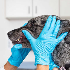 A dog at the vet