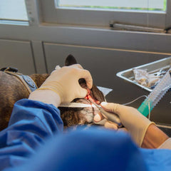 Dog getting dental surgery