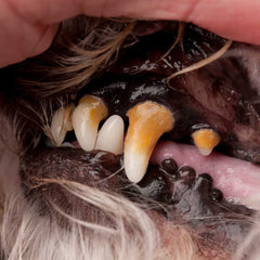 Dog with tooth decay