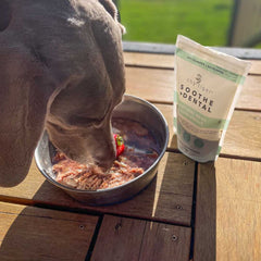 Dog eating out of a pet bowl with a dental supplement next to him.