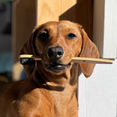 A dog with a toothbrush in it's mouth