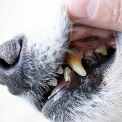 Bad Dog Teeth