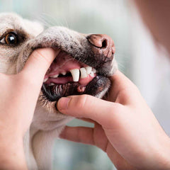 White Dog Teeth