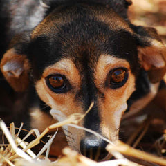 Anxious Dog