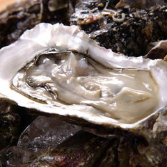 Oysters