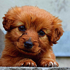 Cute Puppy Dog