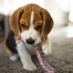 Puppy with chew toy