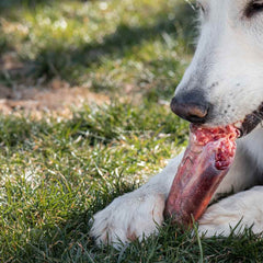 Dog eating Raw Bones