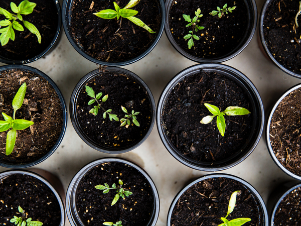 Small plants