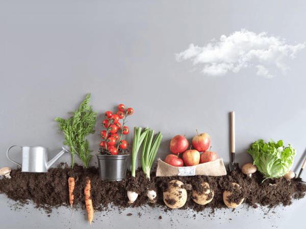 Vegetables growing