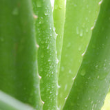 Aloe Vera very close up on plant