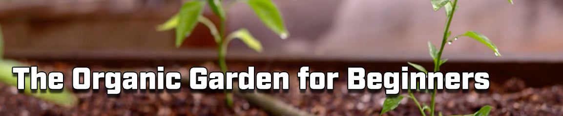 the organic garden for beginners blog main banner-plants in dirt