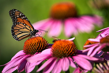 coneflower with monarch butterfly