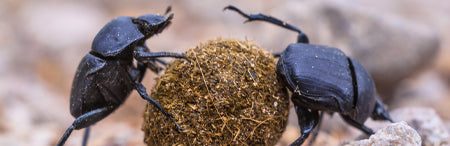 Dung Beetle IMAGE