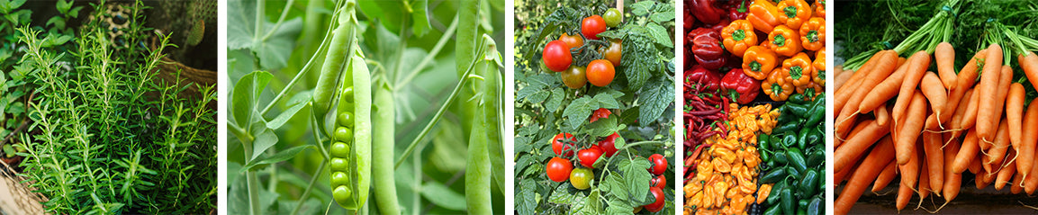 Easiest Veggies to Grow: peas, herbs, carrots, tomatoes, peppers