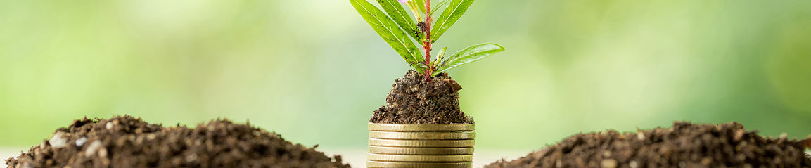 Little plant on top of coins in dirt