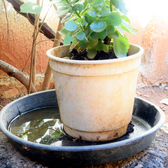 Potted succulent outside in saucer overwatered with water in saucer