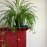 Spider plant in pot on red table with smaller spider plants growing off it