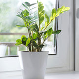 ZZ plant in white pot against window with bright light and shadow