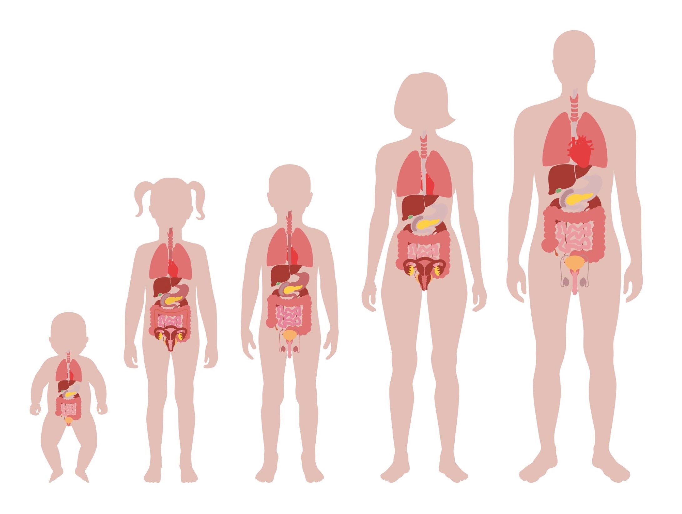 body changes in female and male