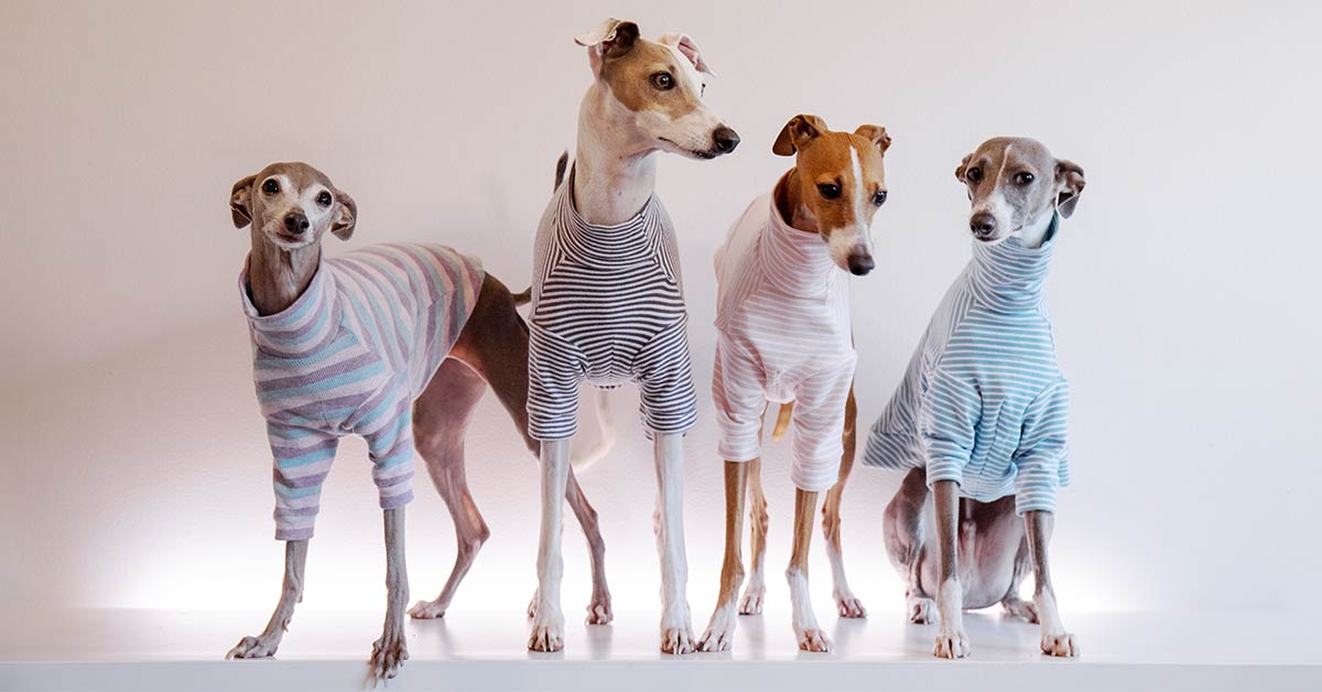 italian greyhound price range