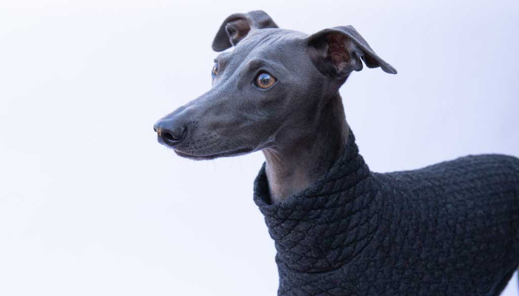 Italian Greyhound Clothing