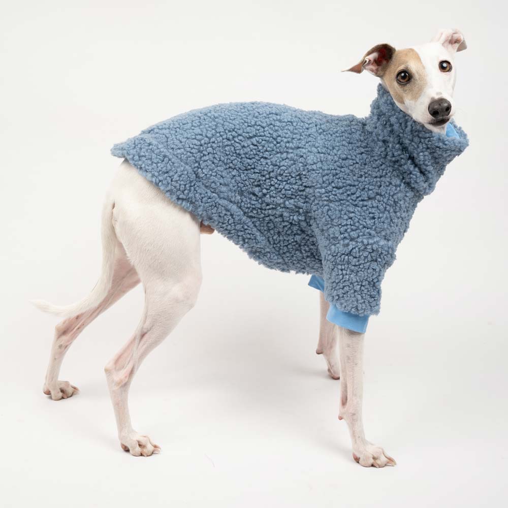 greyhound with sweater