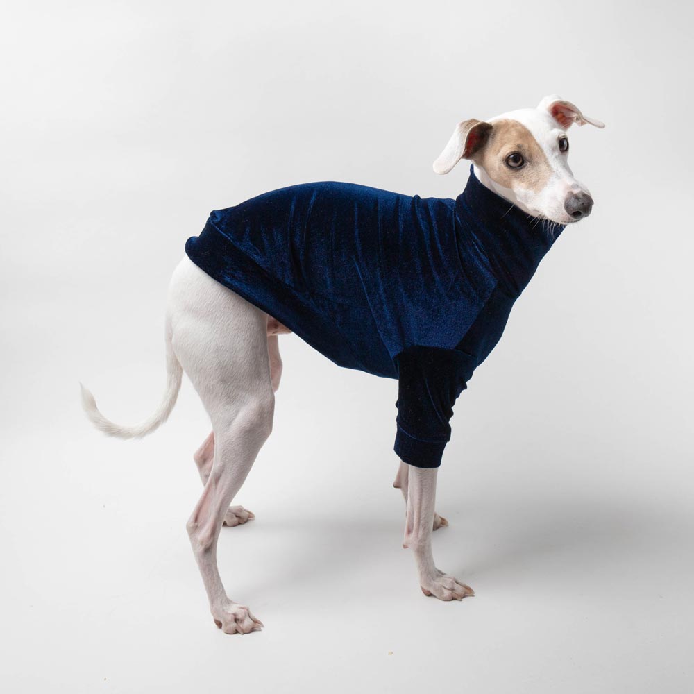Italian Greyhound Turtleneck Sweater in Navy Velvet – IGGY DOGWEAR