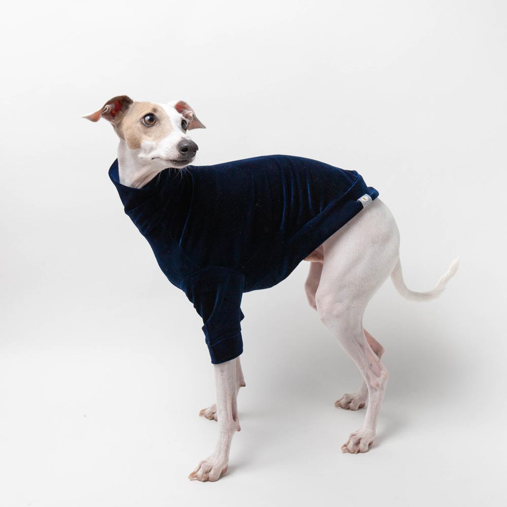 Italian Greyhound Turtleneck Sweater in Navy Velvet – IGGY DOGWEAR