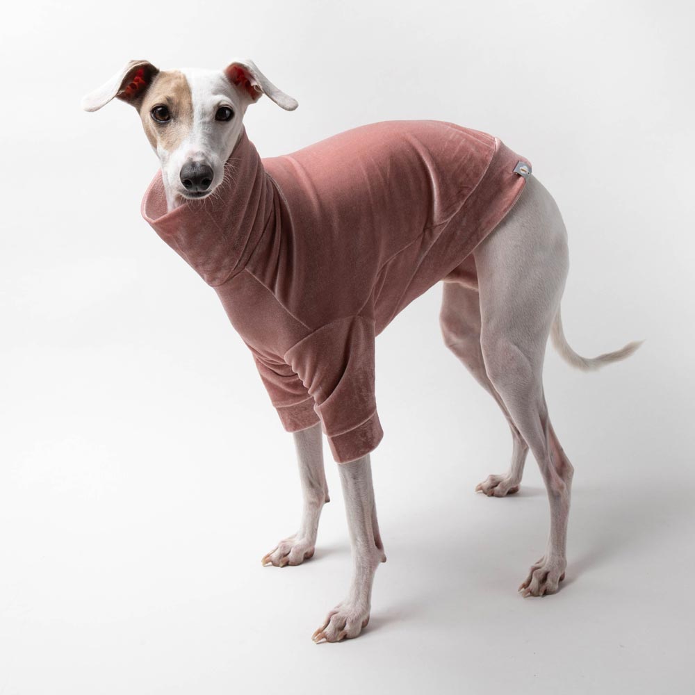 Italian Greyhound Turtleneck Sweater in Pink Velvet – IGGY DOGWEAR